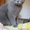 Очаровательный Британский кот Честер ищет подружку #137860