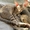 Ориентальный котик (Омск) - Изображение #3, Объявление #297389
