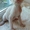 голубоглазые котята доского сфинкса - Изображение #1, Объявление #304900