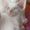 голубоглазые котята доского сфинкса #304900