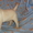 Элитные щенки лабрадора из Омска #376672