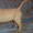Элитные щенки лабрадора из Омска - Изображение #2, Объявление #376672