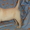Элитные щенки лабрадора из Омска - Изображение #3, Объявление #376672