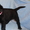 Элитные щенки лабрадора из Омска - Изображение #10, Объявление #376672