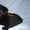 Элитные щенки лабрадора из Омска - Изображение #7, Объявление #376672