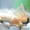 Продам лягушку самца породы афр. шпорцевый альбинос.