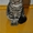 Персидская кошечка и котик  экзот #505340