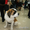 Выставки собак в Петропавловске - Изображение #10, Объявление #643209