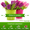 Голландские тюльпаны к 8 марта! #1026823