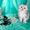 Шотландские котята  ОМИЧИ , окраса  шиншиллы - Изображение #3, Объявление #1048683