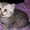 Британские котята недорого - Изображение #2, Объявление #1110572