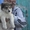 Продам 1,5-месячных щенят чистокровной западно-сибирской лайки.   - Изображение #1, Объявление #1112810