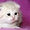 Питомник британских кошек - Изображение #1, Объявление #1156940