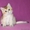 Британские котята драгоценных окрасов - Изображение #3, Объявление #1171650