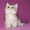 Британские котята драгоценных окрасов #1171650