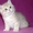Британские котята драгоценных окрасов - Изображение #2, Объявление #1171650