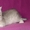 Британские котята драгоценных окрасов - Изображение #1, Объявление #1171650