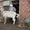 Продажа высокопородного молодняка зааненских коз #1268124
