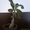 Продам комнатные растения в ассортименте  - Изображение #2, Объявление #1301967