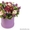 Акция при заказе букетов из срезанных цветов - Изображение #3, Объявление #1528240