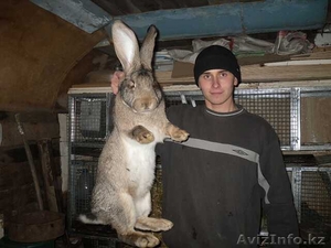 кролики великаны (Фландр) - Изображение #1, Объявление #9147