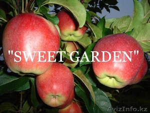 Наиболее хорошие яблоки из Польши - большой опт - Изображение #1, Объявление #22618
