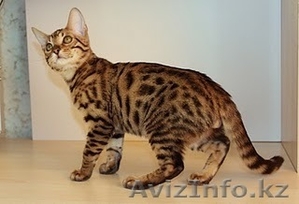 Бенгальские котята из питомника - Изображение #1, Объявление #239481