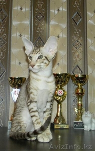 Ориентальный котик (Омск) - Изображение #2, Объявление #297389