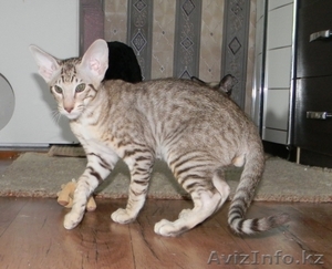 Ориентальный котик (Омск) - Изображение #1, Объявление #297389