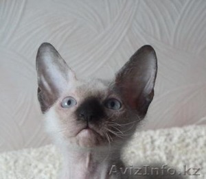 голубоглазые котята доского сфинкса - Изображение #2, Объявление #304900