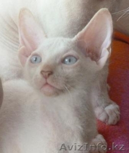 голубоглазые котята доского сфинкса - Изображение #3, Объявление #304900