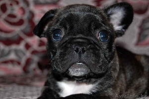 ТИГРОВЫЕ ЩЕНКИ - ФРАНЦ. БУЛЬ.