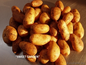 Картофель из Польши - очень большой опт !!! - Изображение #2, Объявление #377325
