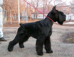 Кобель и сука ризеншнауцера в Омске
