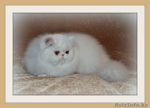 Персидская кошечка и котик  экзот - Изображение #1, Объявление #505340