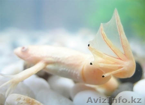 Продам лягушку самца породы афр. шпорцевый альбинос. - Изображение #1, Объявление #517901