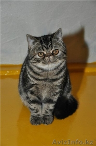 Продам котика экзота - Изображение #1, Объявление #505382