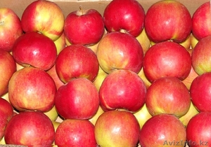 Отличные польские яблоки оптом в Петропавловске - Изображение #1, Объявление #540159