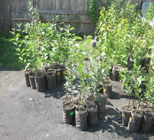 саженцы плодово-ягодных культур