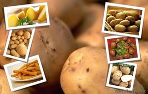 продам картофель семенную и едовую - Изображение #1, Объявление #643142