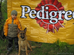 Выставки собак в Петропавловске - Изображение #3, Объявление #643209