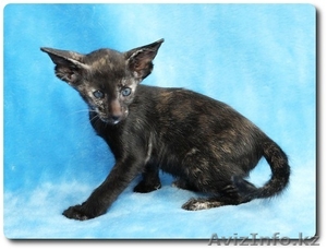 Продается Ориентальная кошечка (шоу-класс)