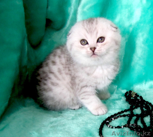 Шотландские котята  ОМИЧИ , окраса  шиншиллы - Изображение #1, Объявление #1048683