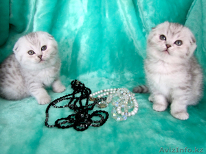 Шотландские котята  ОМИЧИ , окраса  шиншиллы - Изображение #3, Объявление #1048683