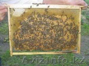 Пчелопакеты породы Карпатка - Изображение #1, Объявление #1082277