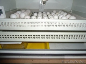 овоскопии яйца, гарантируется плодородной. - Изображение #1, Объявление #1066809