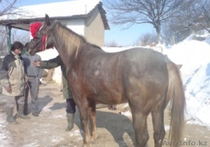 продам лошадей из Белоруссии - Изображение #1, Объявление #1093269