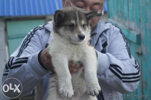 Продам 1,5-месячных щенят чистокровной западно-сибирской лайки.   - Изображение #1, Объявление #1112810