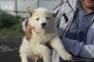 Продам 1,5-месячных щенят чистокровной западно-сибирской лайки.   - Изображение #3, Объявление #1112810