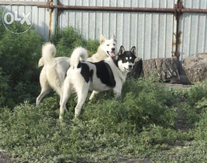Продам 1,5-месячных щенят чистокровной западно-сибирской лайки.   - Изображение #5, Объявление #1112810